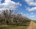 Orchard Blossom 118